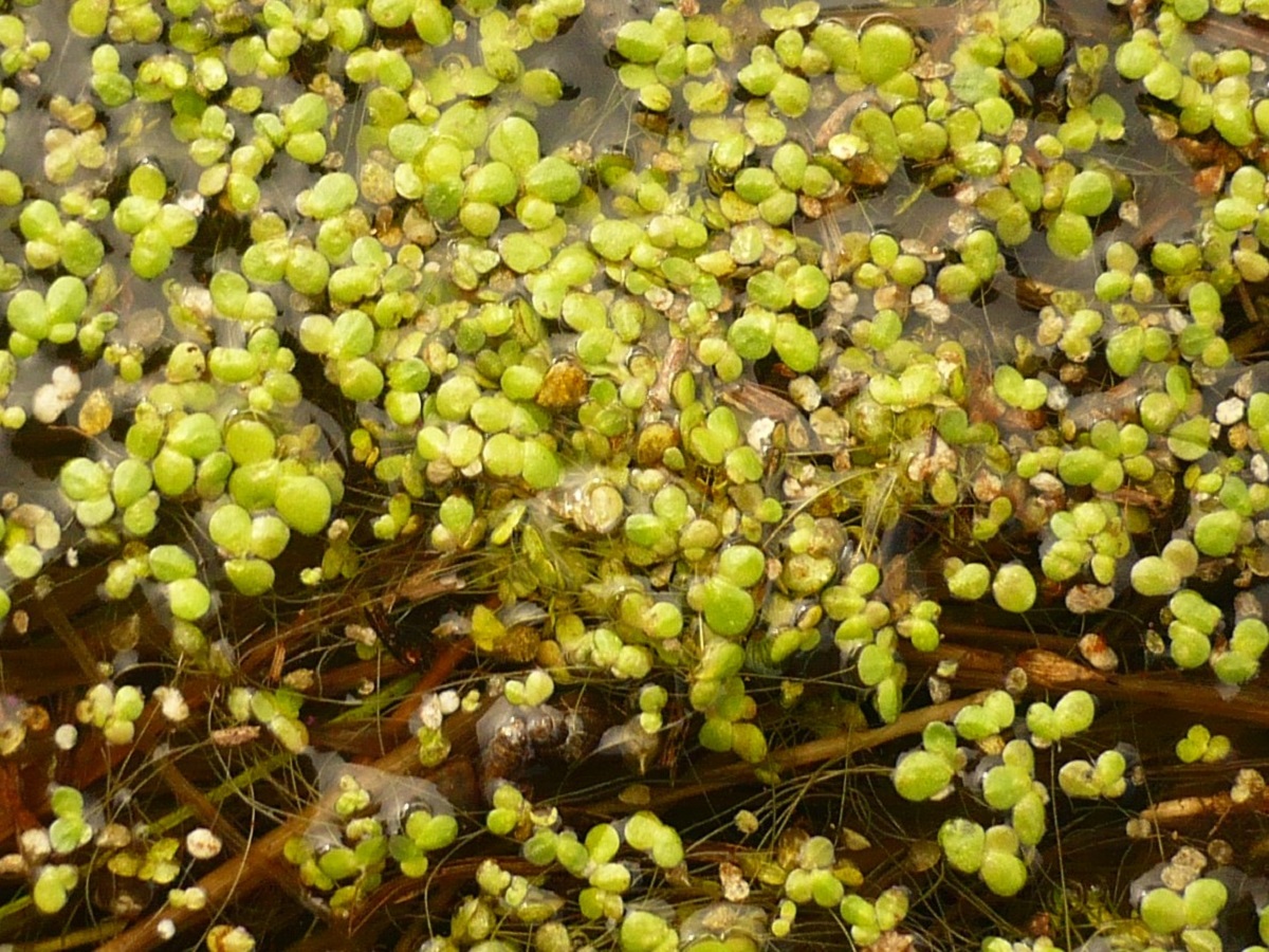 Lemna gibba (Araceae)